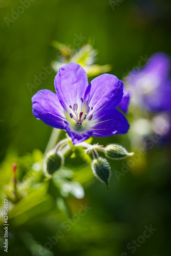 Beautiful wildflower with green background