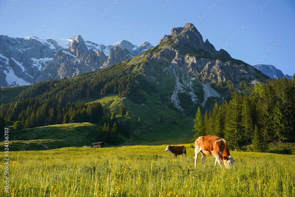 Cows during the sunset in the mountains of Austria