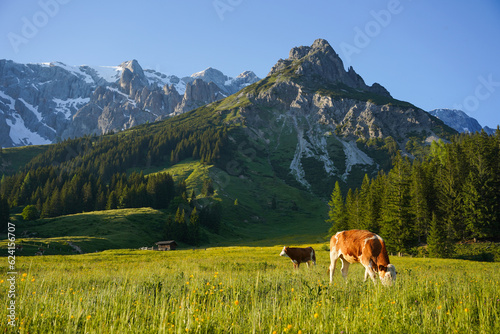 Tableau sur toile Cows during the sunset in the mountains of Austria