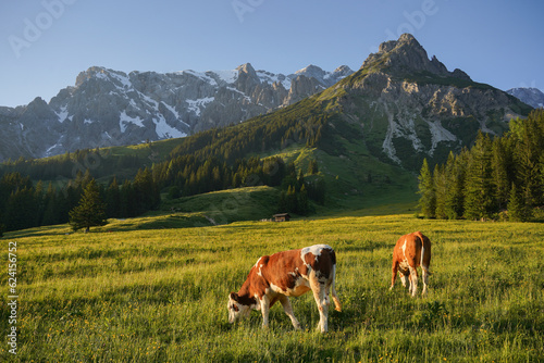 Cows during the sunset in the mountains of Austria, mountains ins Salzburg with grazing cattle