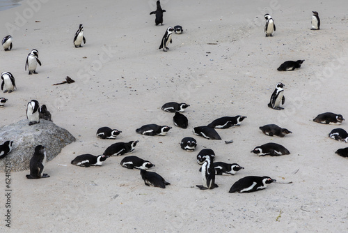 Colony of penguins resting at Boulders Beach near Cape Town, South Africa.  Boulders Beach is a protected area for penguins. 