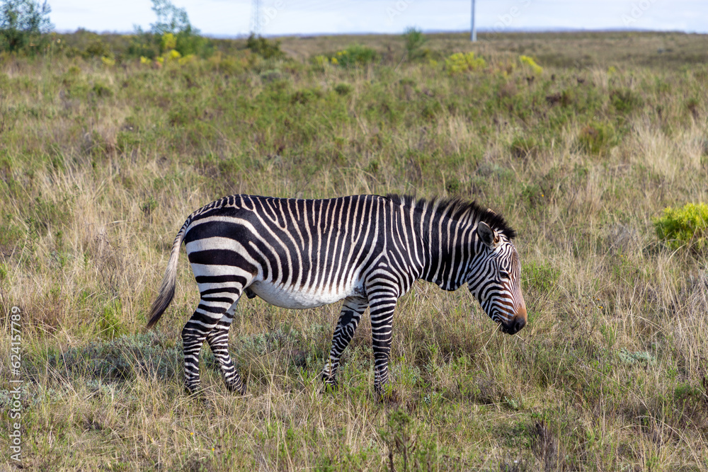 Cape Mountain Zebra grazing in a grass field in an South African Game reserve. Cape Mountain Zebra grazing in a grass field in an South African Game reserve.