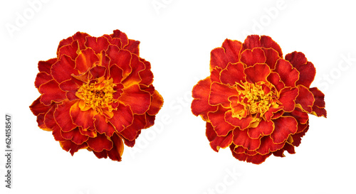 Red orange marigold flower isolated on transparent background	