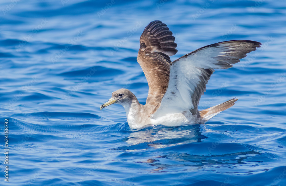 Fototapeta premium Cory's shearwater preparing to fly off the oceans surface in the Atlantic Ocean. 