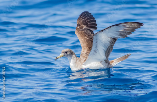 Cory's shearwater preparing to fly off the oceans surface in the Atlantic Ocean.  photo