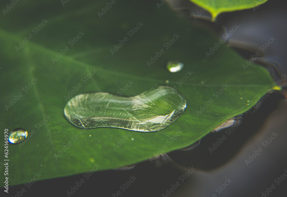 Drops of Satin - water on a tropical leaf