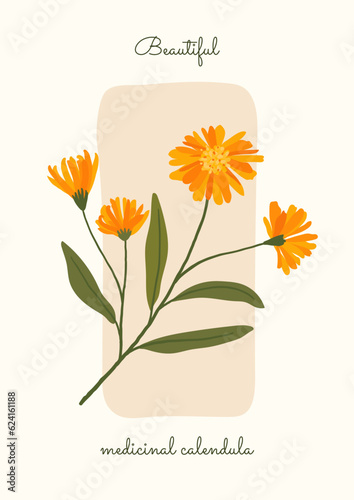 medicinal calendula. medicinal herbs botanical poster