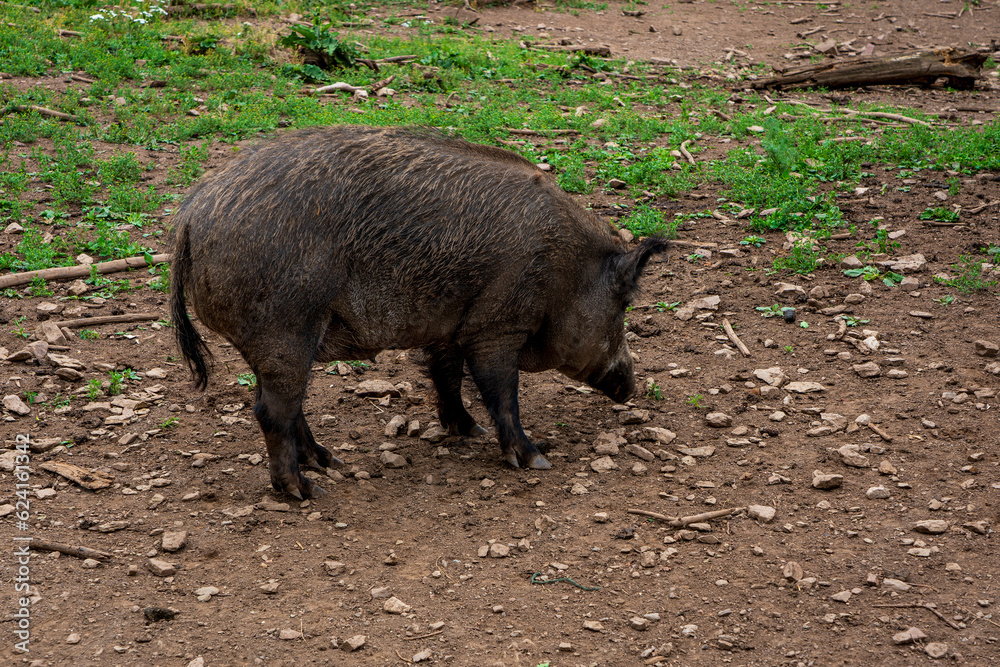 Wild boar in the forest in Germany. Wild boar in the forest in Germany.