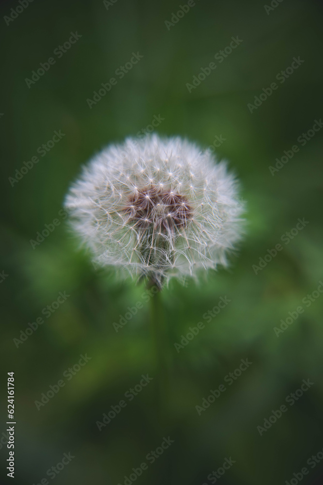 Dandelion: not a weed, a wonder of nature!