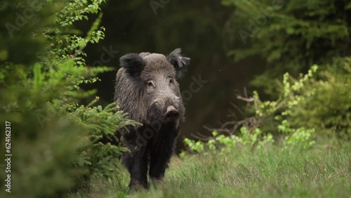 Wild boar among the trees. Wild pig in the forest during spring season. Wild swine is calm staying in the forest.	