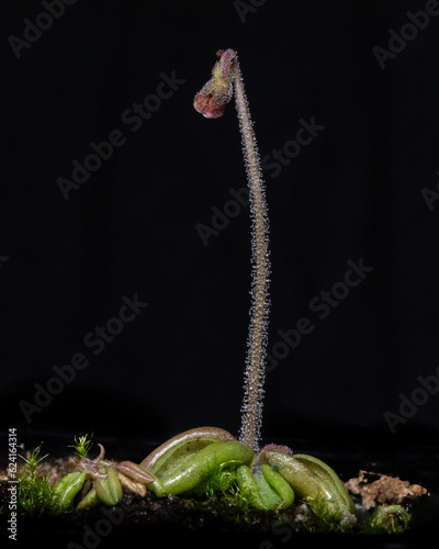 Planta carnivora pinguicula lusitanica