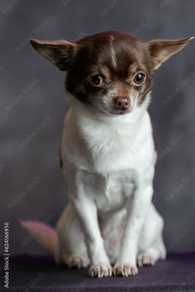 chihuahua puppy on a black background