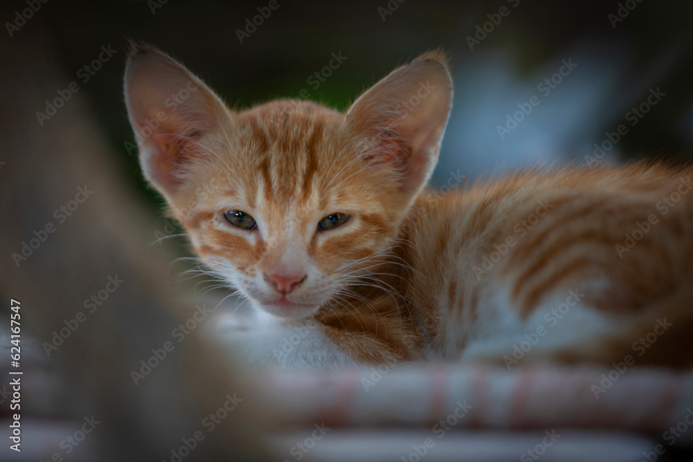 Młode koty na greckiej wyspie Kos - obrazy, fototapety, plakaty 