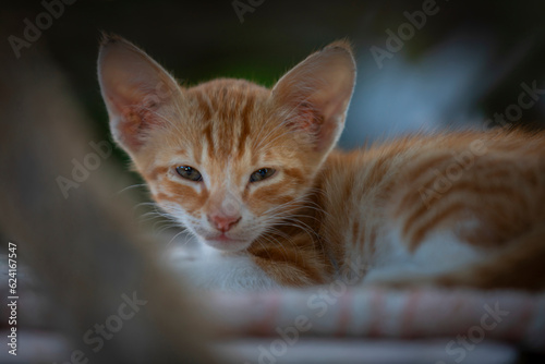 Młode koty na greckiej wyspie Kos #624167547