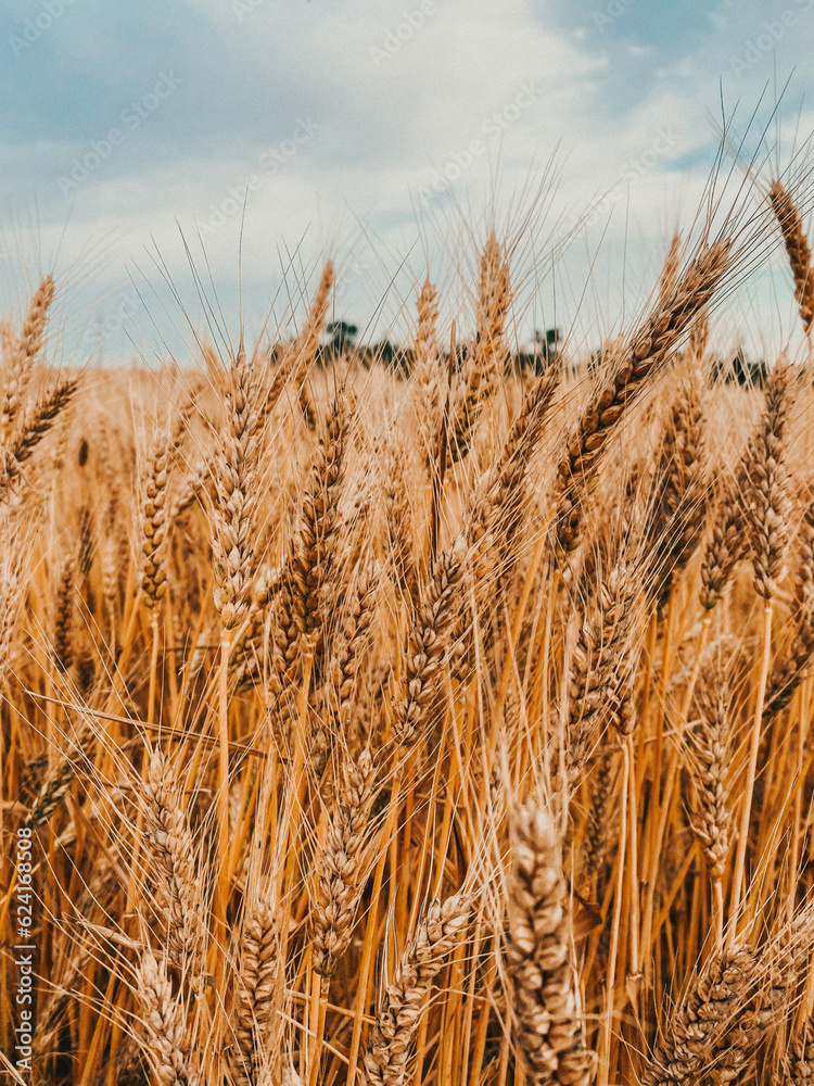 Fototapeta premium wheat field in the wind