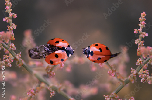 a pair of ladybug beetles on a meadow flower © iredman