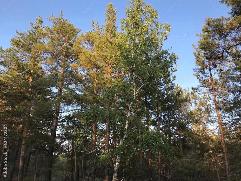 Obraz premium Trees in the forest