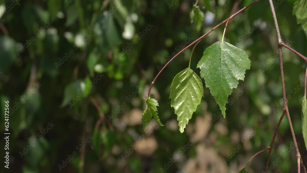 Birch branch swaying in the wind Birch branch swaying in the wind