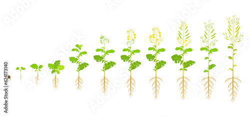 Canola growth cycle. Phases of rapeseed development. Vector illustration growing seedlings.