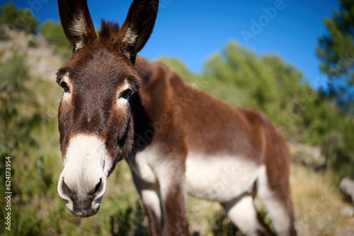 Donkey in Mallorca, Spain
