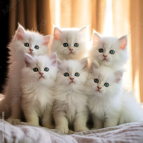 White Kittens in morning light