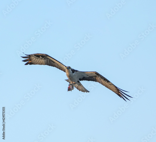 osprey in flight with caught fish