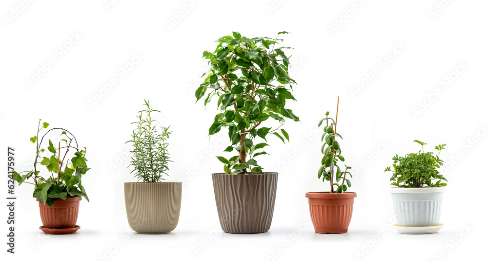 Five Houseplants in flowerpots on white background - each shot separately. English Ivy, Rosemary, Ficus Benjamina, Crassula Ovata and Scented Geranium
Five Houseplants in flowerpots on white background - each shot separately. English Ivy, Rosemary, Ficus Benjamina, Crassula Ovata and Scented Geranium