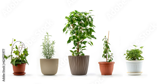 Five Houseplants in flowerpots on white background - each shot separately. English Ivy, Rosemary, Ficus Benjamina, Crassula Ovata and Scented Geranium 