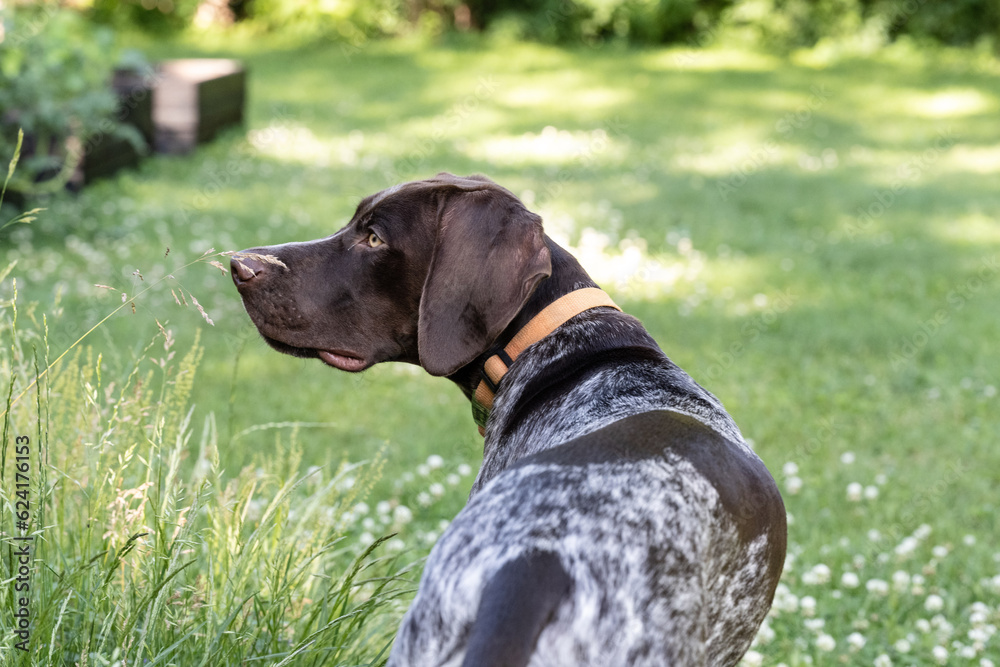 dog gazing dog gazing