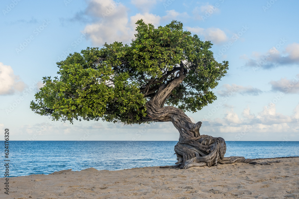 Fototapeta premium Fofoti Tree - the famous landmark of Aruba Eagle Beach in the morning sunlight