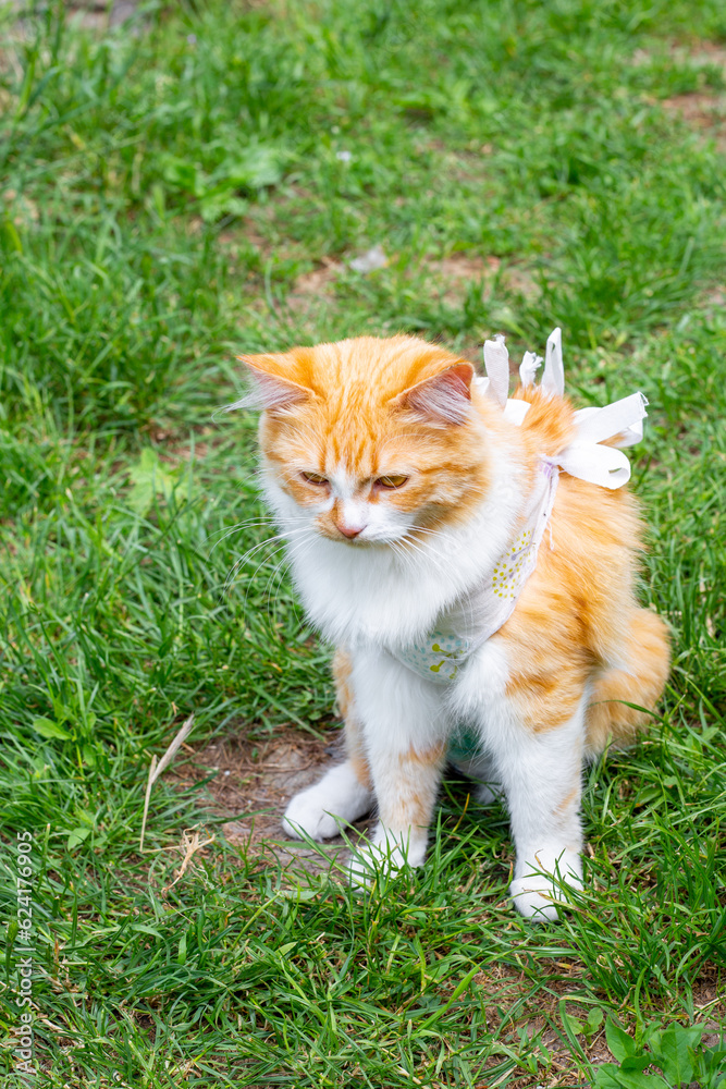 Red cat in a bandage after a sterilization operation on a walk in the summer in the grass.