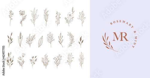 Botanical elegant, delicate hand drawn elements, minimalist modern style. Vector illustrations
