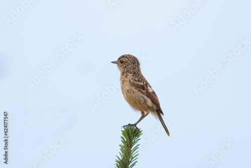 Braunkehlchen photo