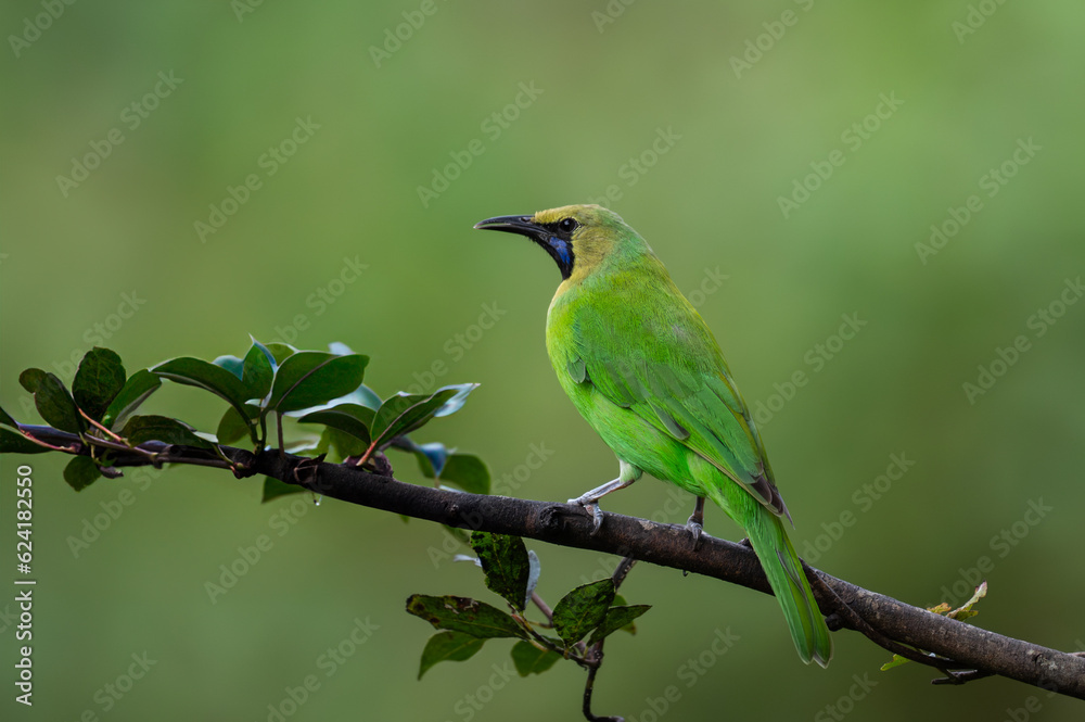Green leafbird perching in a clean background