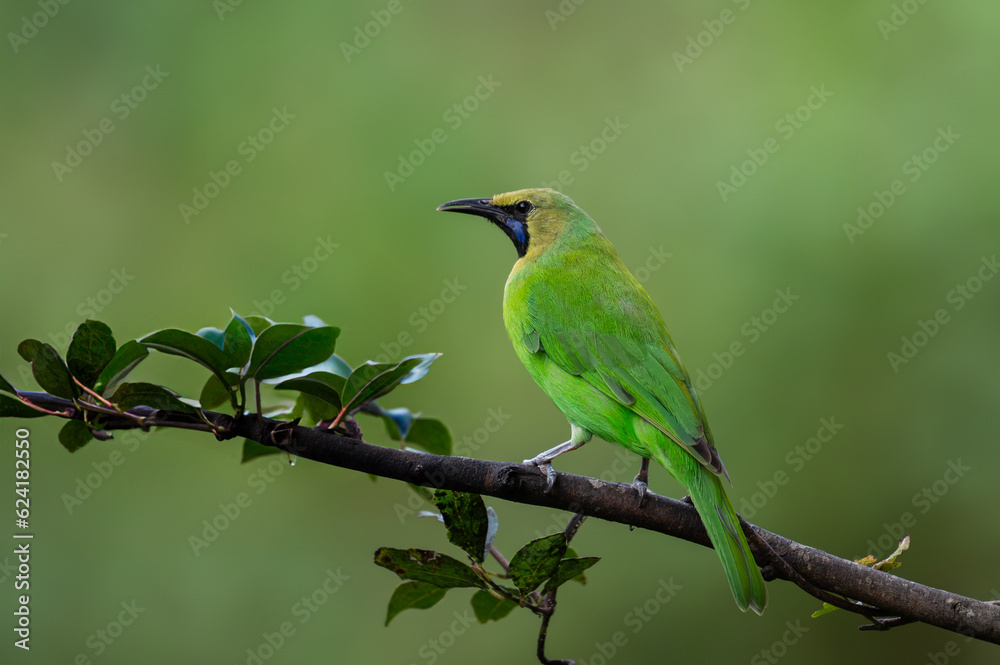 Green leafbird perching in a clean background Green leafbird perching in a clean background