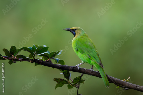 Green leafbird perching in a clean background