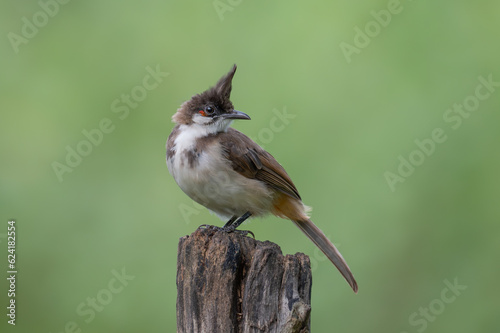 young red-whiskered bulbul in clean green background