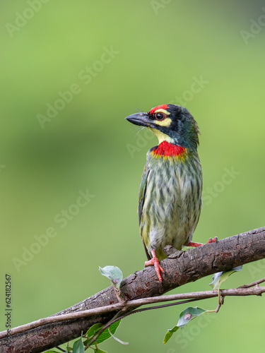  bird perching on a clean green background