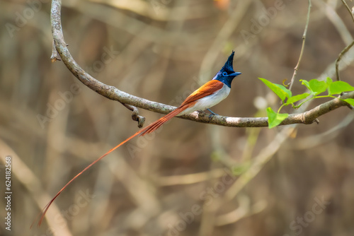  long tailed bird perching on a woody background