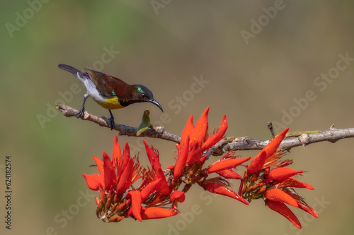 sunbird perching on a branch with red orange flowers