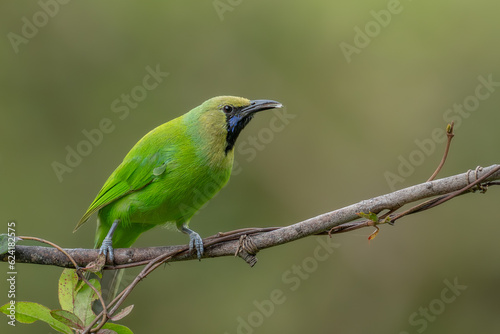 Green leafbird perching in a clean background