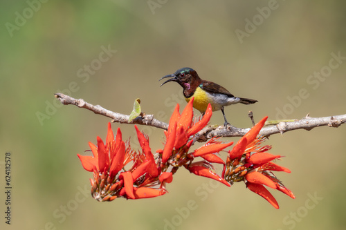 sunbird perching on a branch with red orange flowers