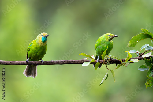Leafbird pair perching on a clear green background © shibin