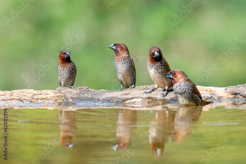 four small birds near a water with clean green background