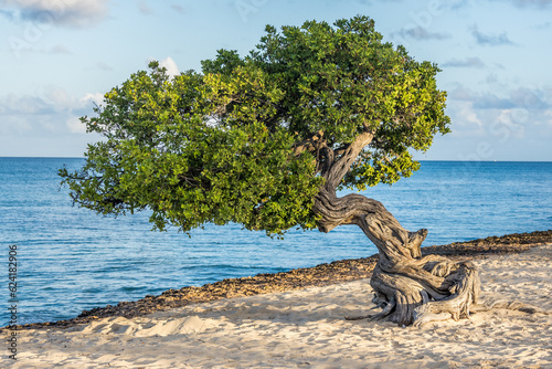 Foto Fofoti Tree - the famous landmark of Aruba Eagle Beach in the morning sunlight