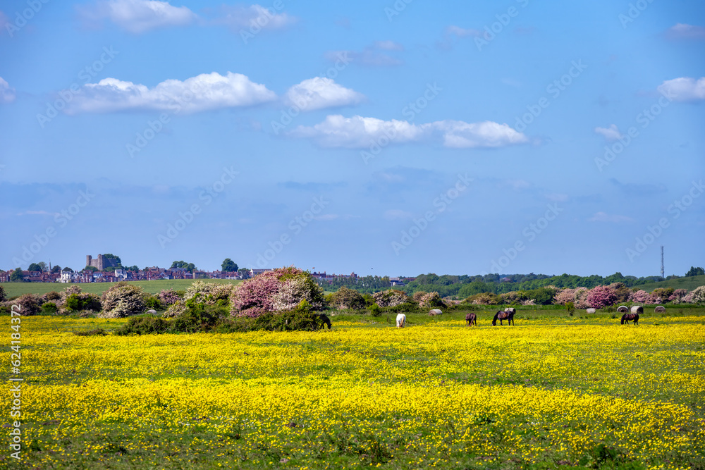 Walking around Rodmell in spring, East Sussex, England, horses in a field full of buttercups with Lewes castle in the background