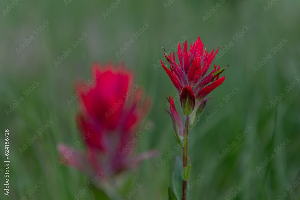 Castilleja, Indian Paintbrush, Prarie Fire flowers seen in Banff National Park during summer time. Castilleja, Indian Paintbrush, Prarie Fire flowers seen in Banff National Park during summer time.