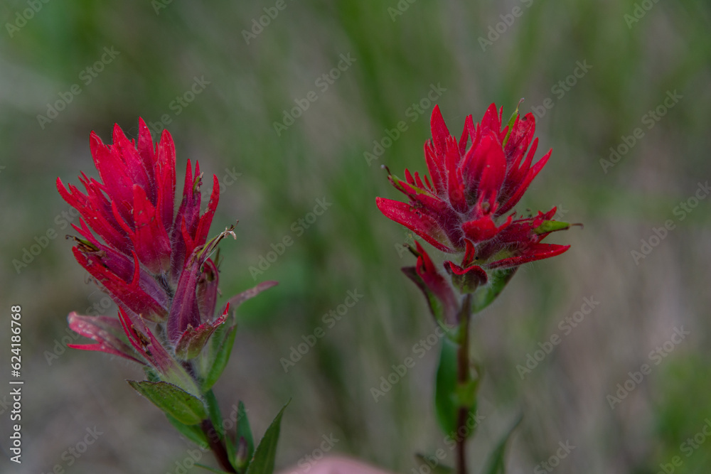 Castilleja, Indian Paintbrush, Prarie Fire flowers seen in Banff National Park during summer time. Castilleja, Indian Paintbrush, Prarie Fire flowers seen in Banff National Park during summer time.