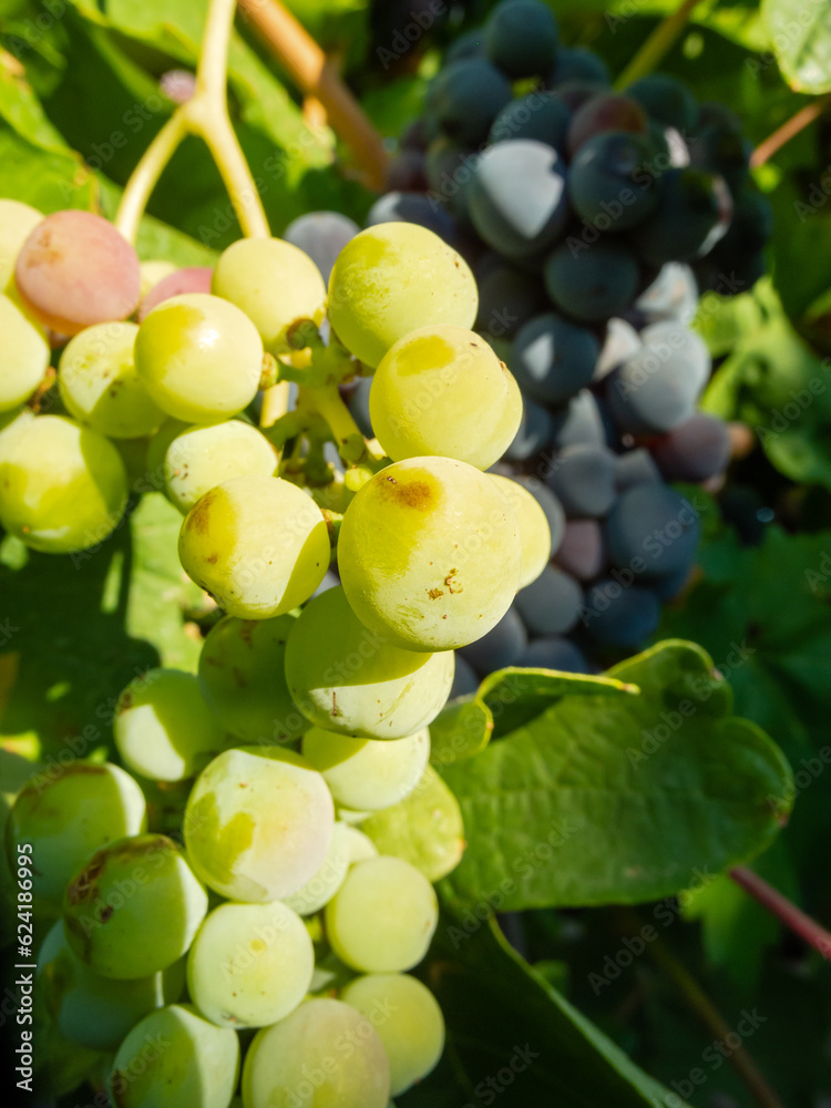 Macro fotografía de uvas verdes y rojas en una viña. Macro fotografía de uvas verdes y rojas en una viña.