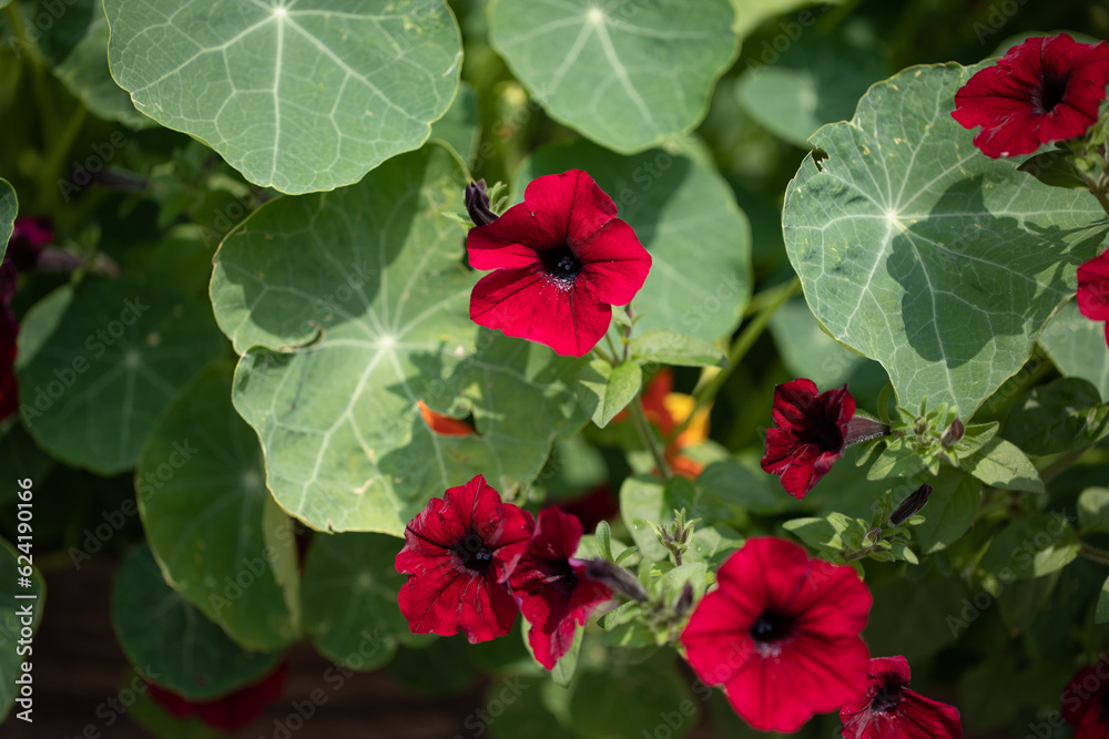 Red Nasturtium. flowers in the garden